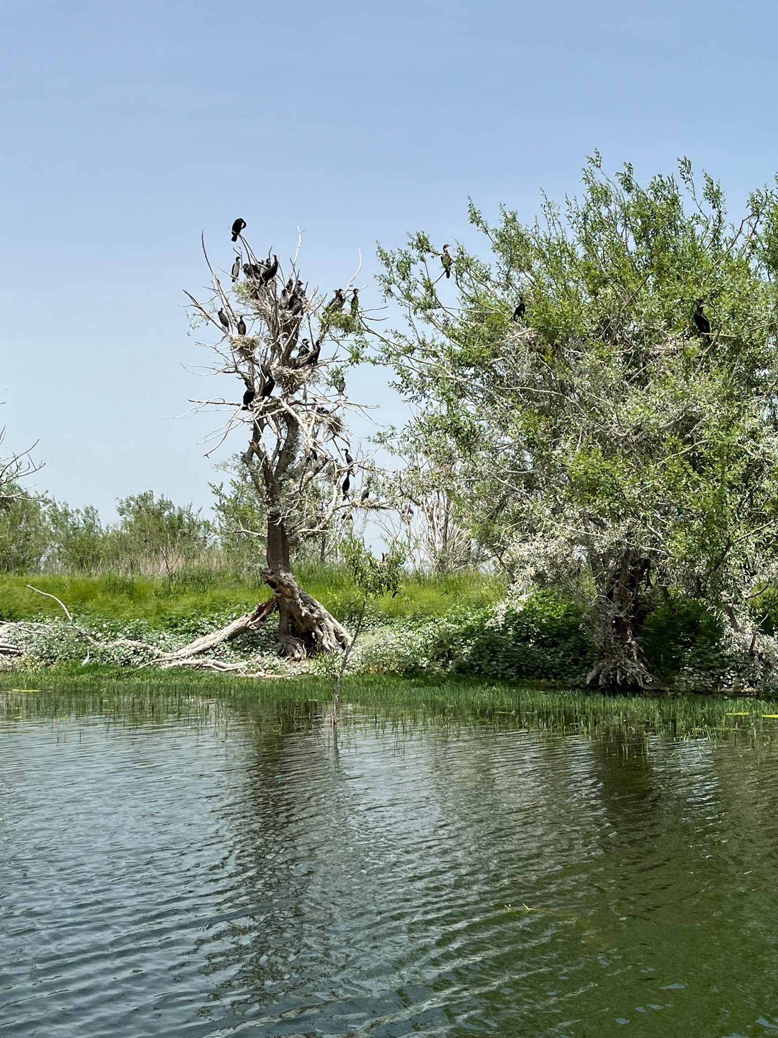 Işıklı Gölü kuş gözlem turu su kuşları fotoğrafı