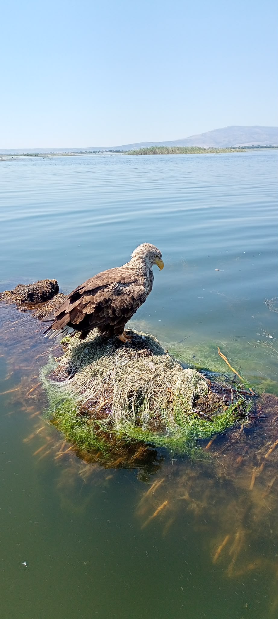 Işıklı Gölü sazlık üzerinde uçan kuş gözlem fotoğrafı